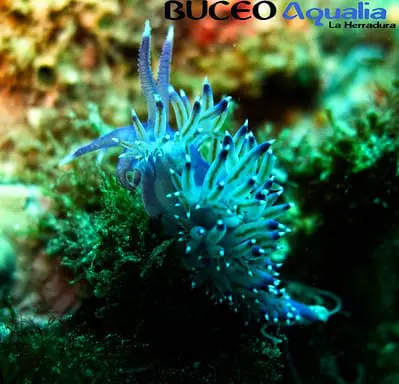 flabelina | BUCEO Aqualia La Herradura Nudibranquios en LA Herradura