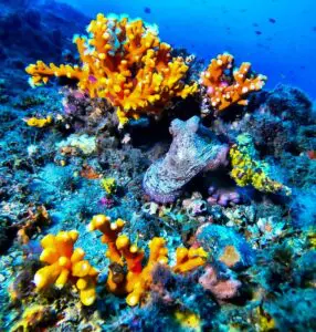 bucear-en-la-herradura 2 | BUCEO Aqualia La Herradura Bucear en La Herradura