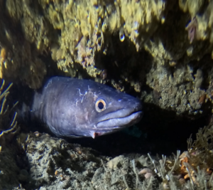 congrio | BUCEO Aqualia La Herradura Congrio - buceo la herradura
