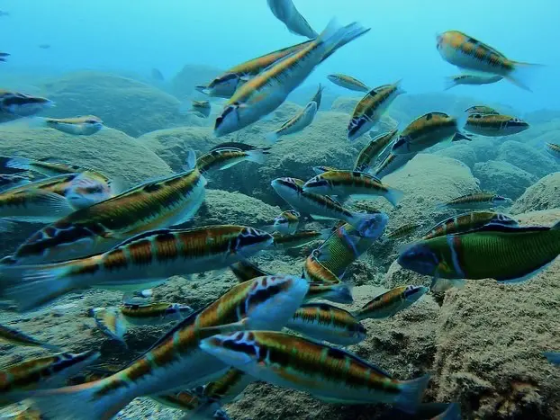 skorkel-la-herradura | BUCEO Aqualia La Herradura Snorkel en La Herradura
