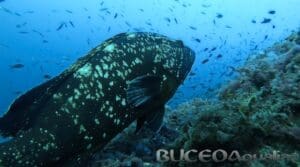 Cabo dePalos buceo aqualia la herradura