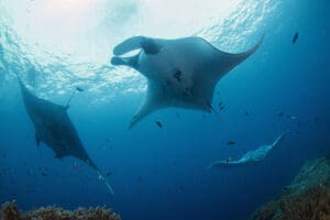 Mantas