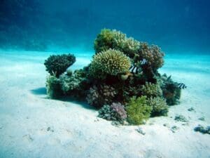Buceo La Herradura