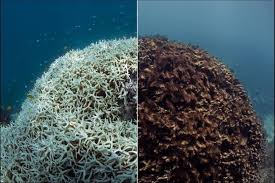 Arrecife de Coral