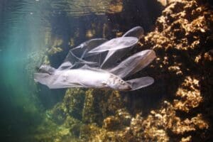 Lucha contra el plástico - Buceo La Herradura