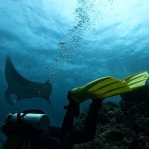 Especialidades de buceo en La Herradura