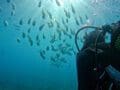 Bautismos de buceo en La Herradura