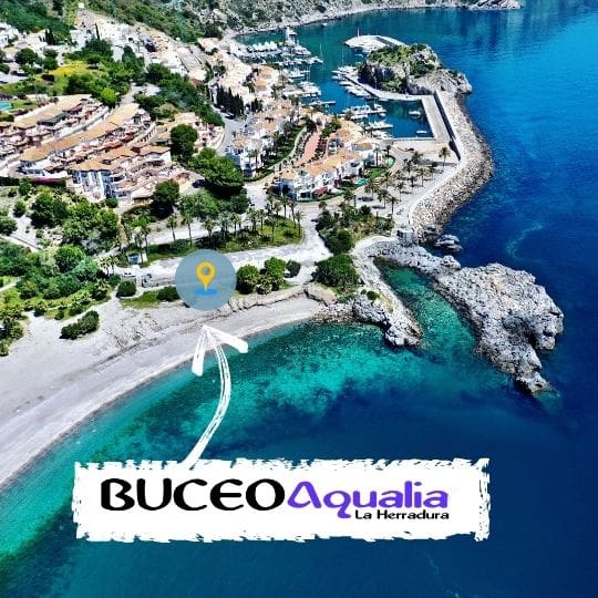 Buceo Aqualia - Marina del Este