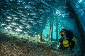 Buceadora admirando la vida marina en una cueva submarina.