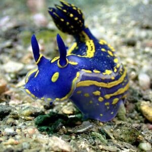 Curso Nudibranquios La Herradura