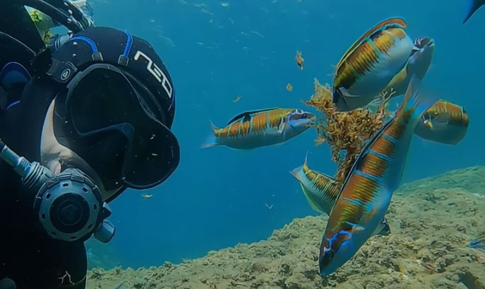 | BUCEO Aqualia La Herradura Bucear en La Herradura